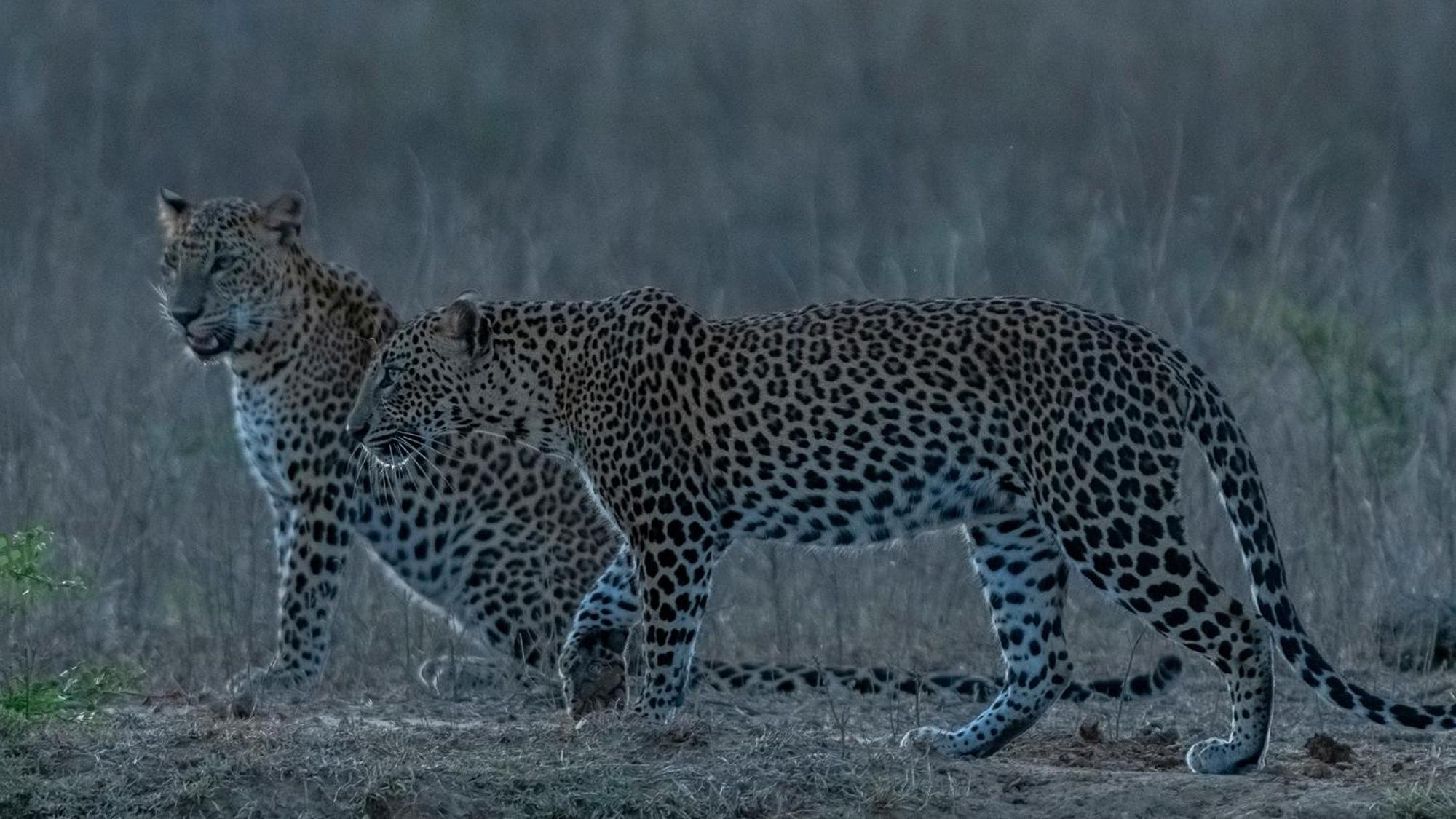 Hotel Yala Podi Hoona Bush Camp Zewnętrze zdjęcie