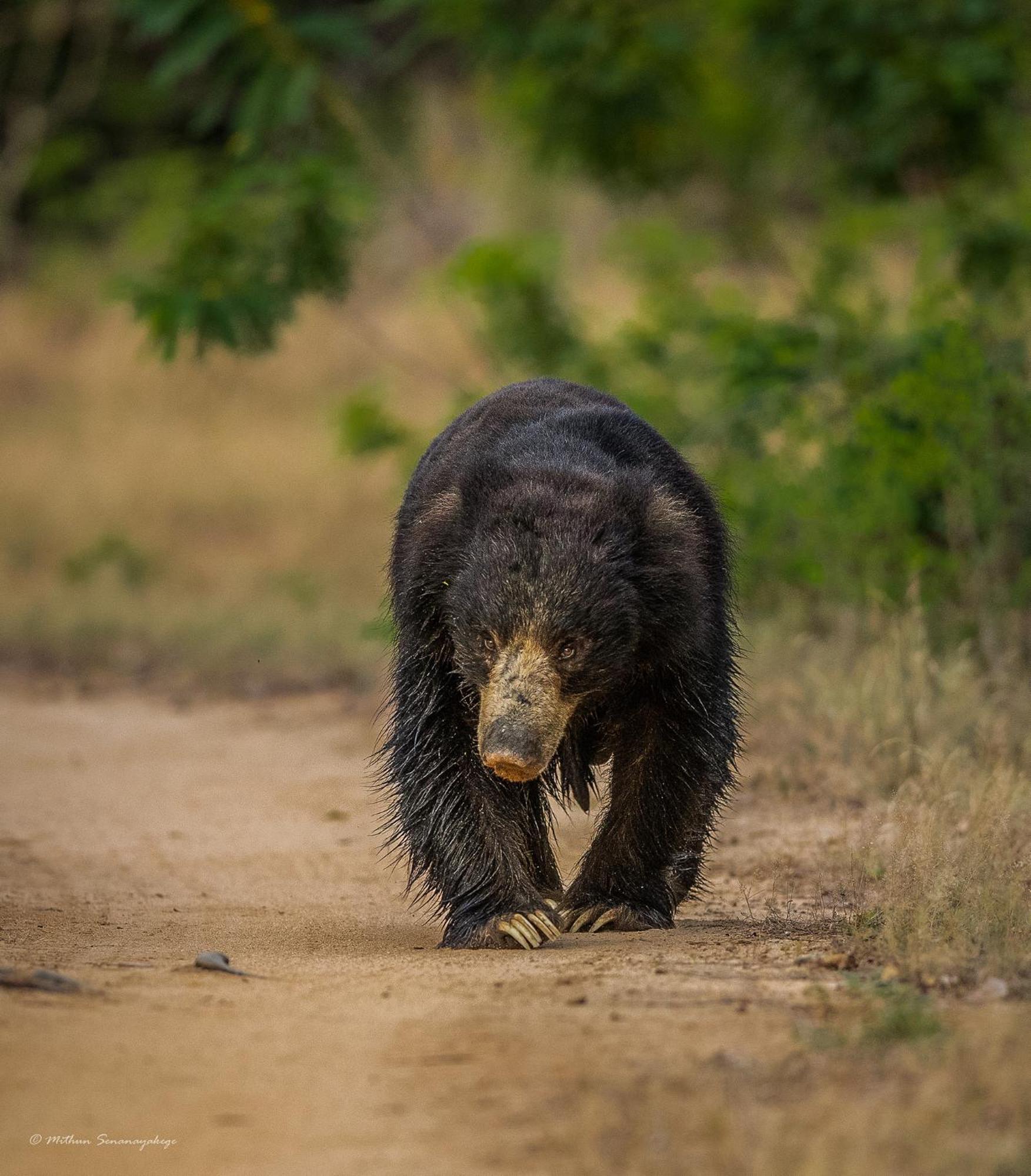 Hotel Yala Podi Hoona Bush Camp Zewnętrze zdjęcie